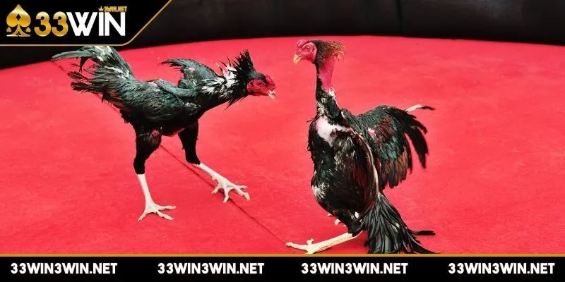 da-ga-c1-la-gi-cach-ca-cuoc