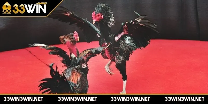 da-ga-c1-la-gi-xay-dung-dinh-duong