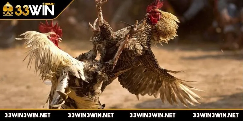 da-ga-cua-dao-yeu-cau-can-thiet