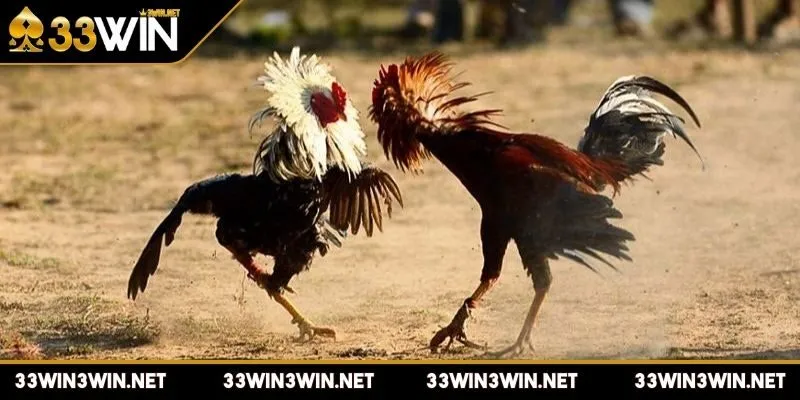 da-ga-cua-sat-day-kich-tinh