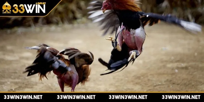 da-ga-cua-sat-tim-hieu