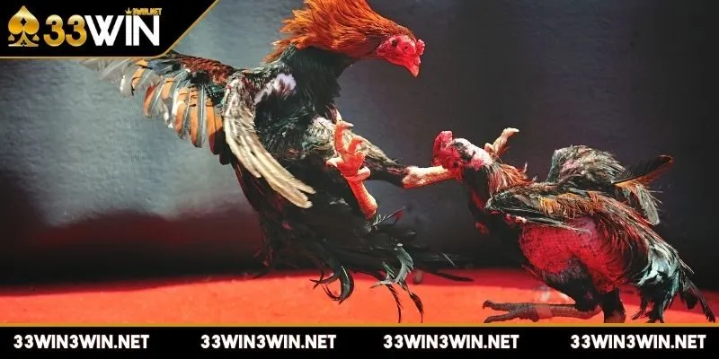 luat-da-ga-mien-nam-kinh-nghiem